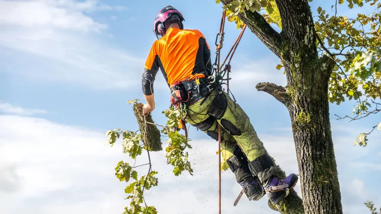 Arborist assessing a damaged tree on a residential property