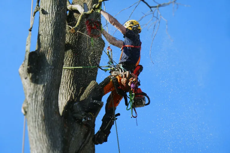 Professional arborist working safely in a mature tree