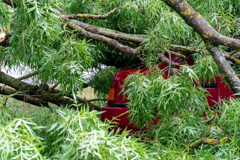 Storm-damaged tree branches on a residential property
