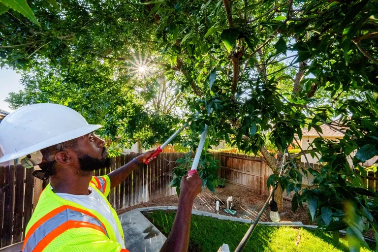 Young tree being planted in a residential yard