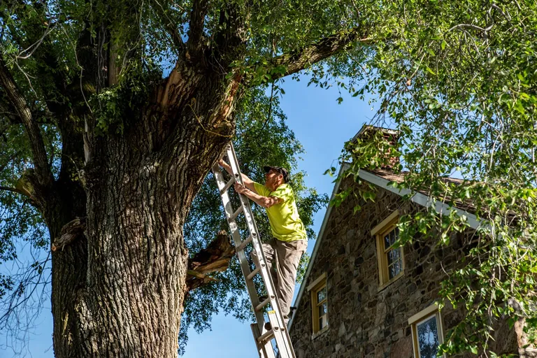 Arborist pruning a mature tree on a residential property